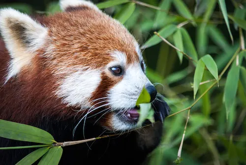 Red panada in the bush